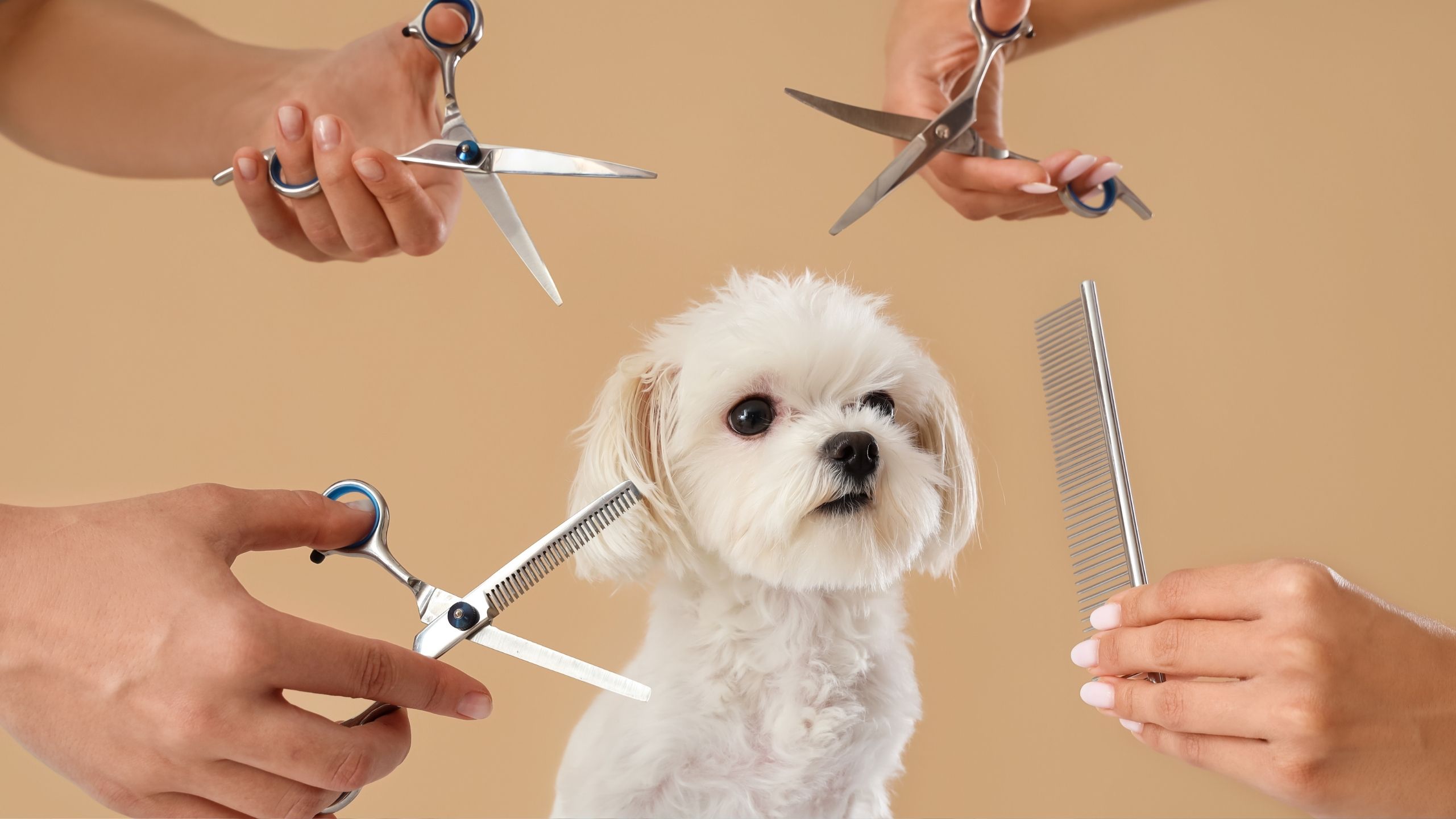 Κατασκευή ιστοσελίδας για dog groomer